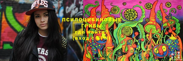 прущие грибы Новозыбков